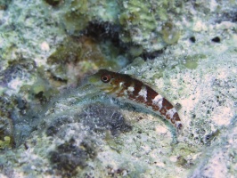 055 Saddled Blenny IMG 5832
